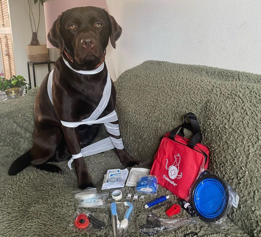 Erste Hilfe bei Hunden und Katzen