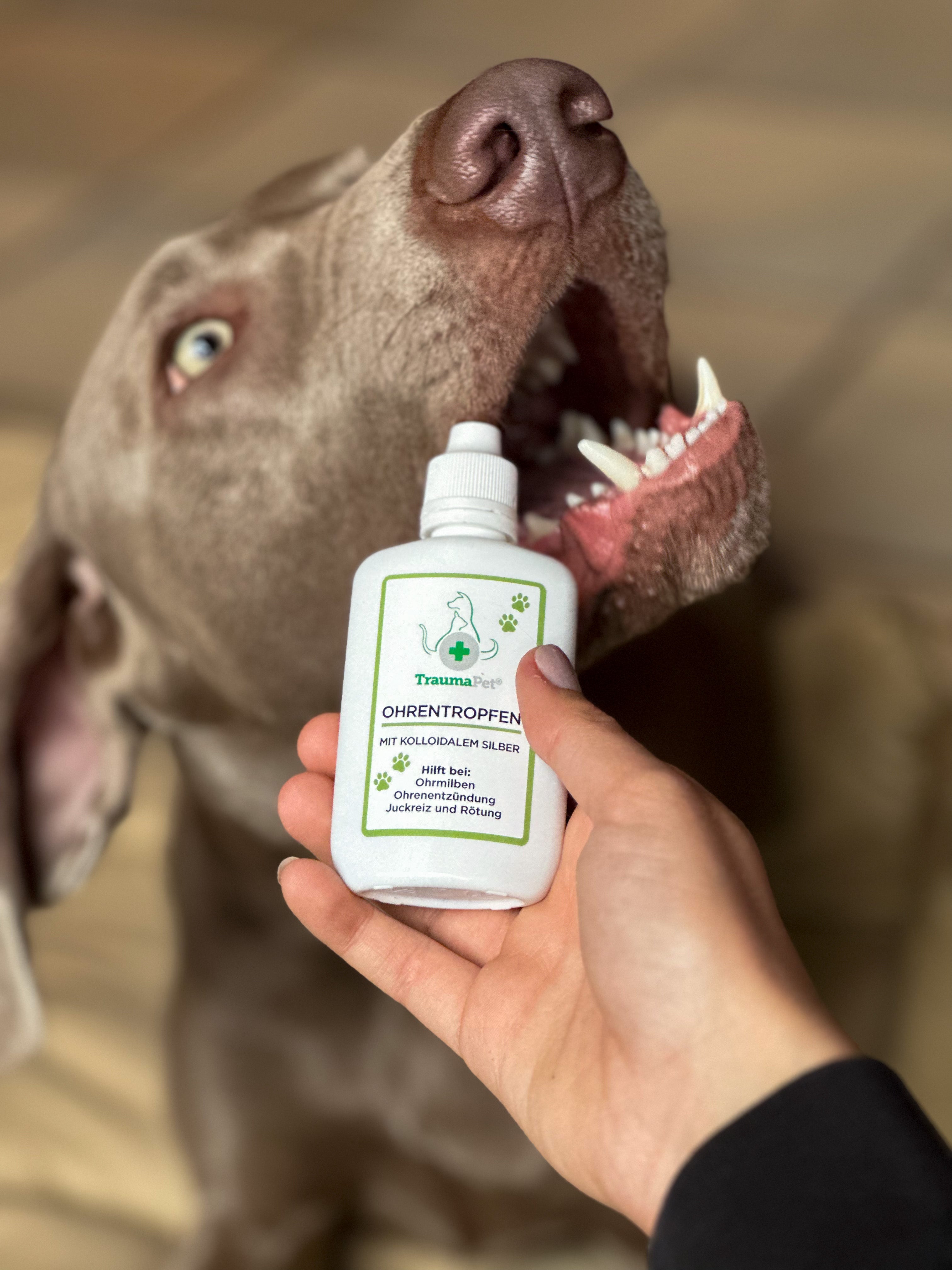 7 Tipps zur Verabreichung von Ohrentropfen