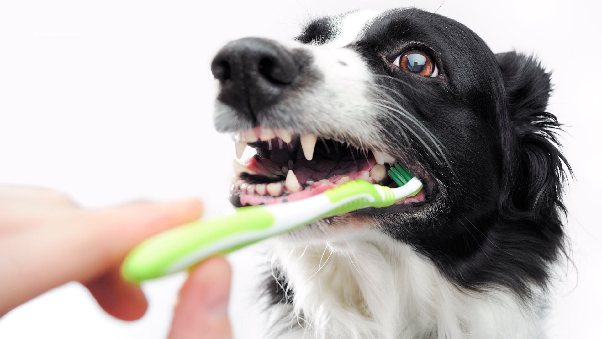 Wie putze ich die Zähne meines Hundes?