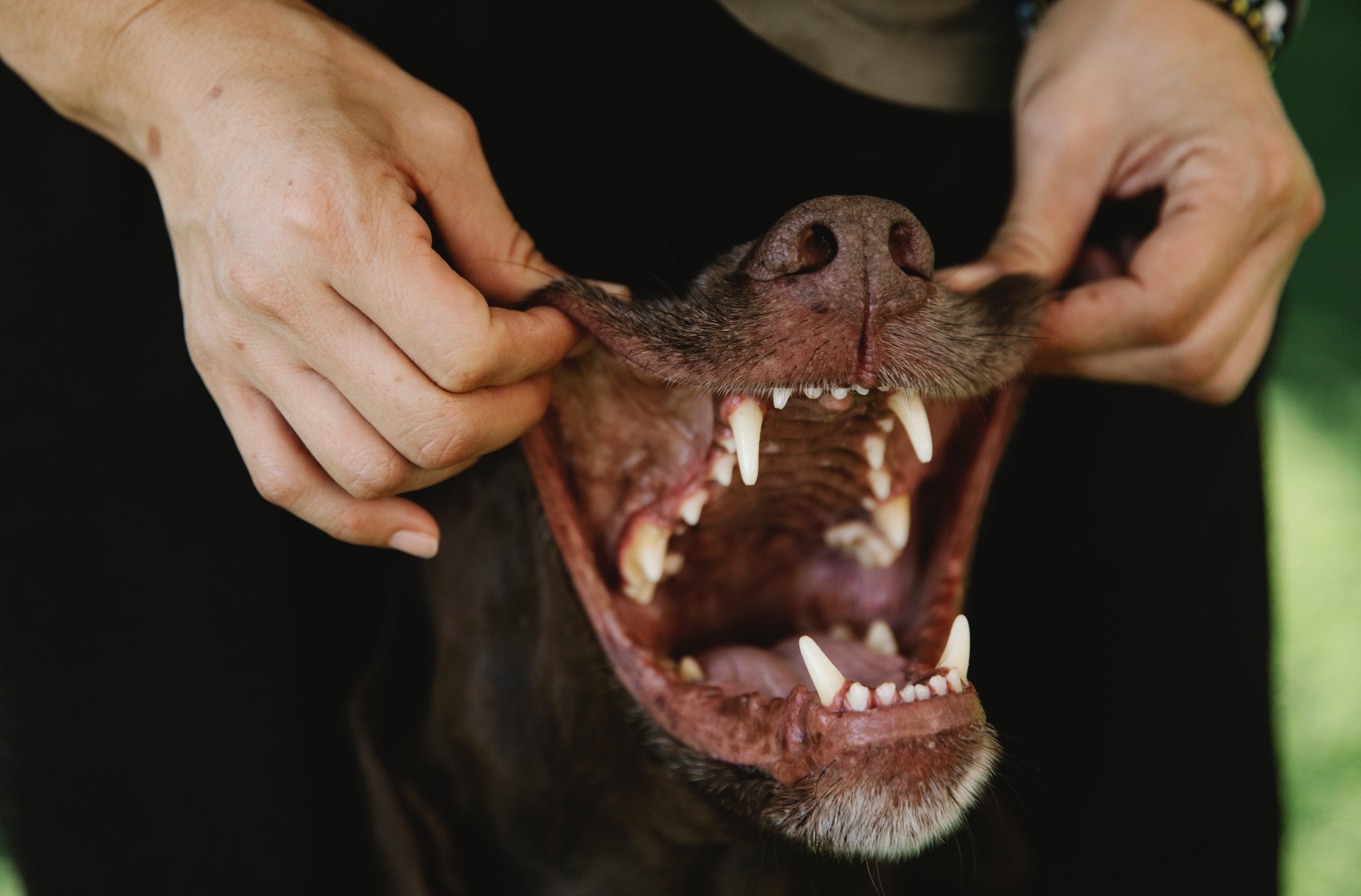 Was tun bei Zahnfleischbluten oder Wunden im Mund?