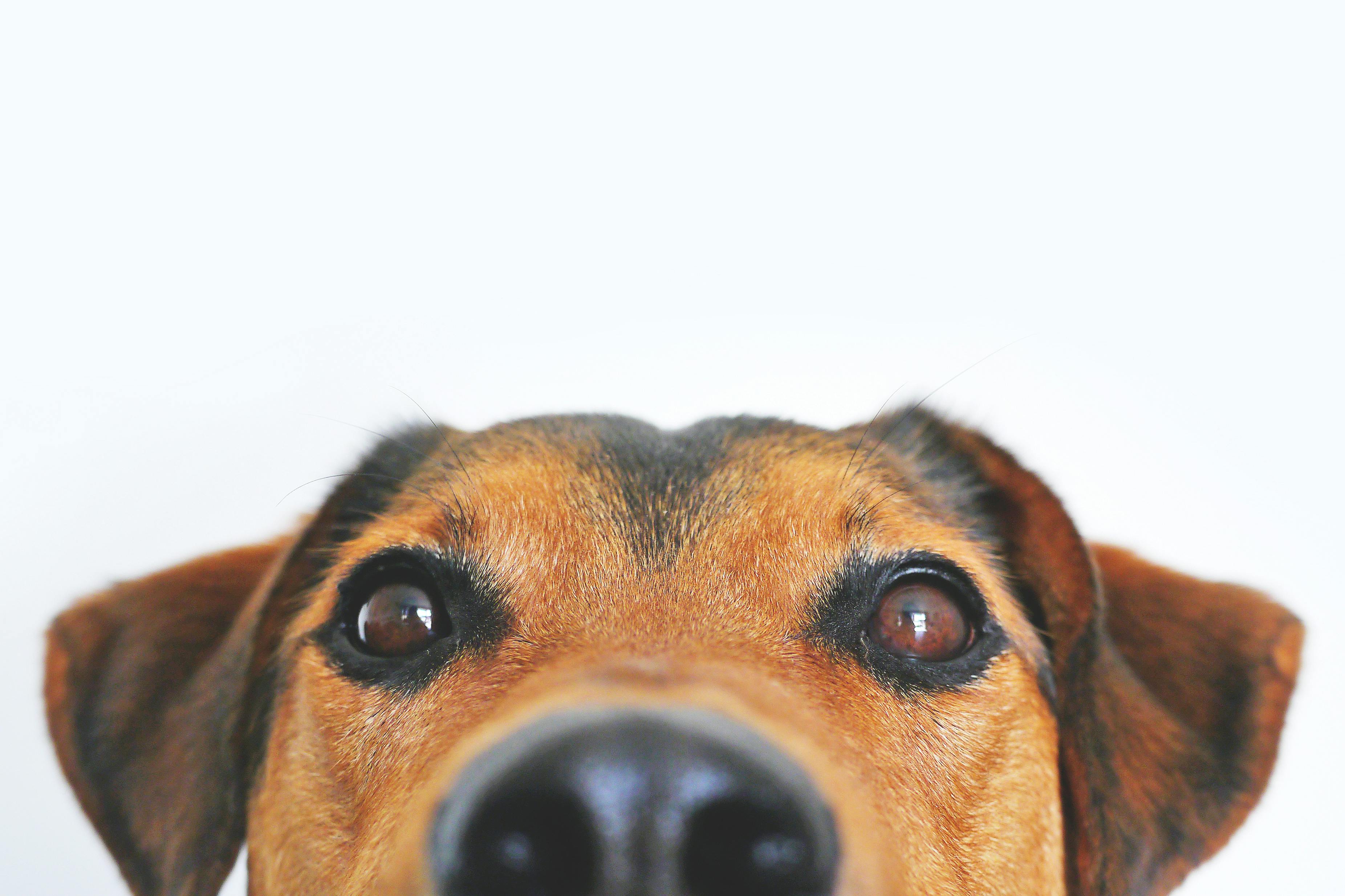 10 interessante Fakten über Hunde