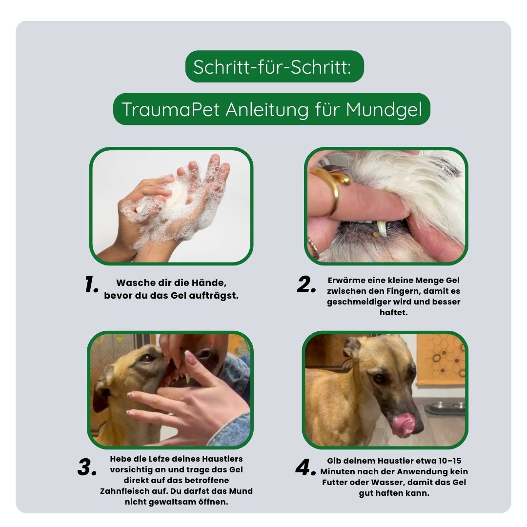 Schritt-für-Schritt-Anleitung zur korrekten Anwendung des TraumaPet Mundgels, Gel auf Zahnfleisch oder wunden Maulbereich auftragen, einwirken lassen und nicht ausspülen.
