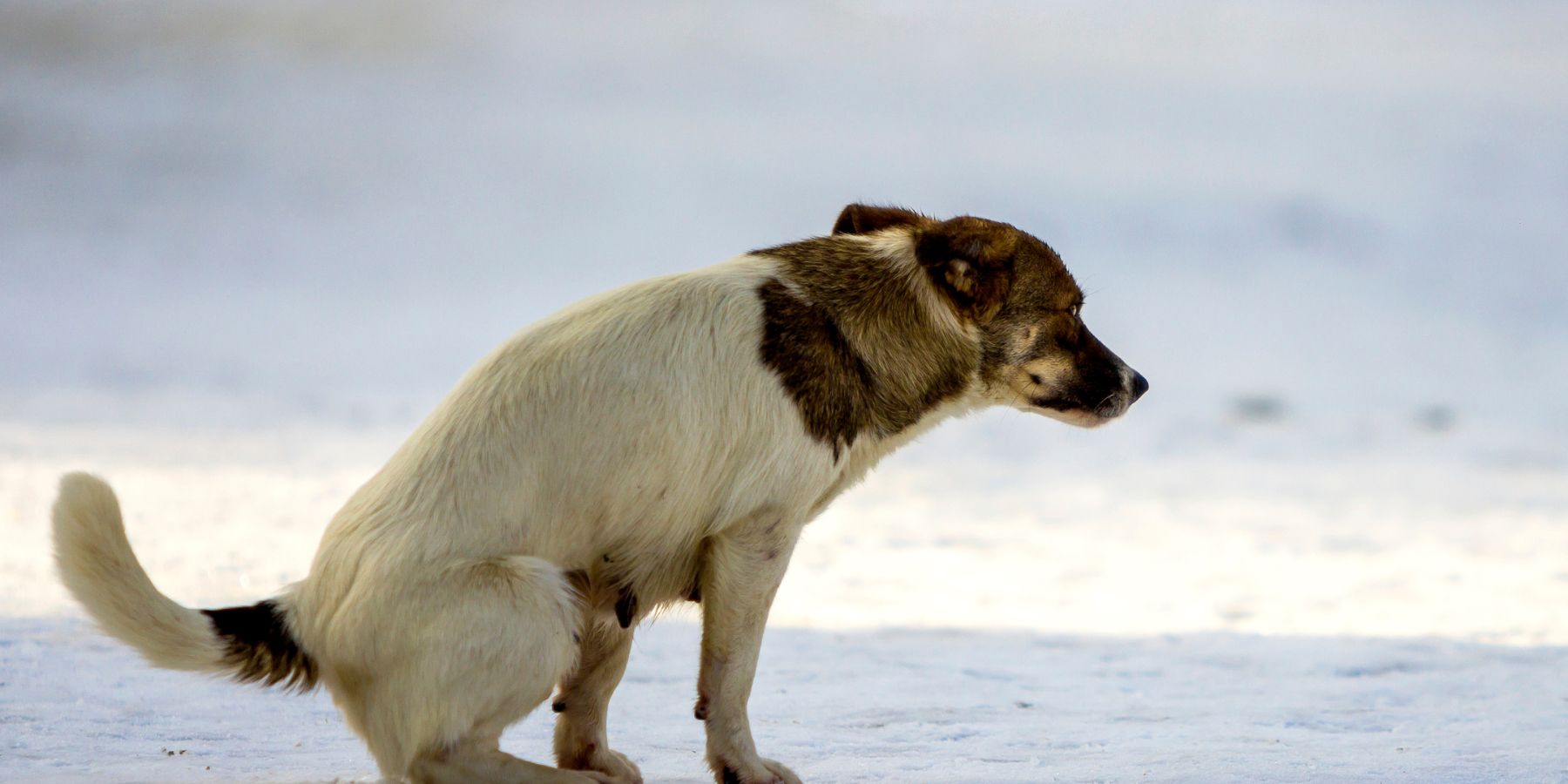 Durchfall/dünner Stuhlgang