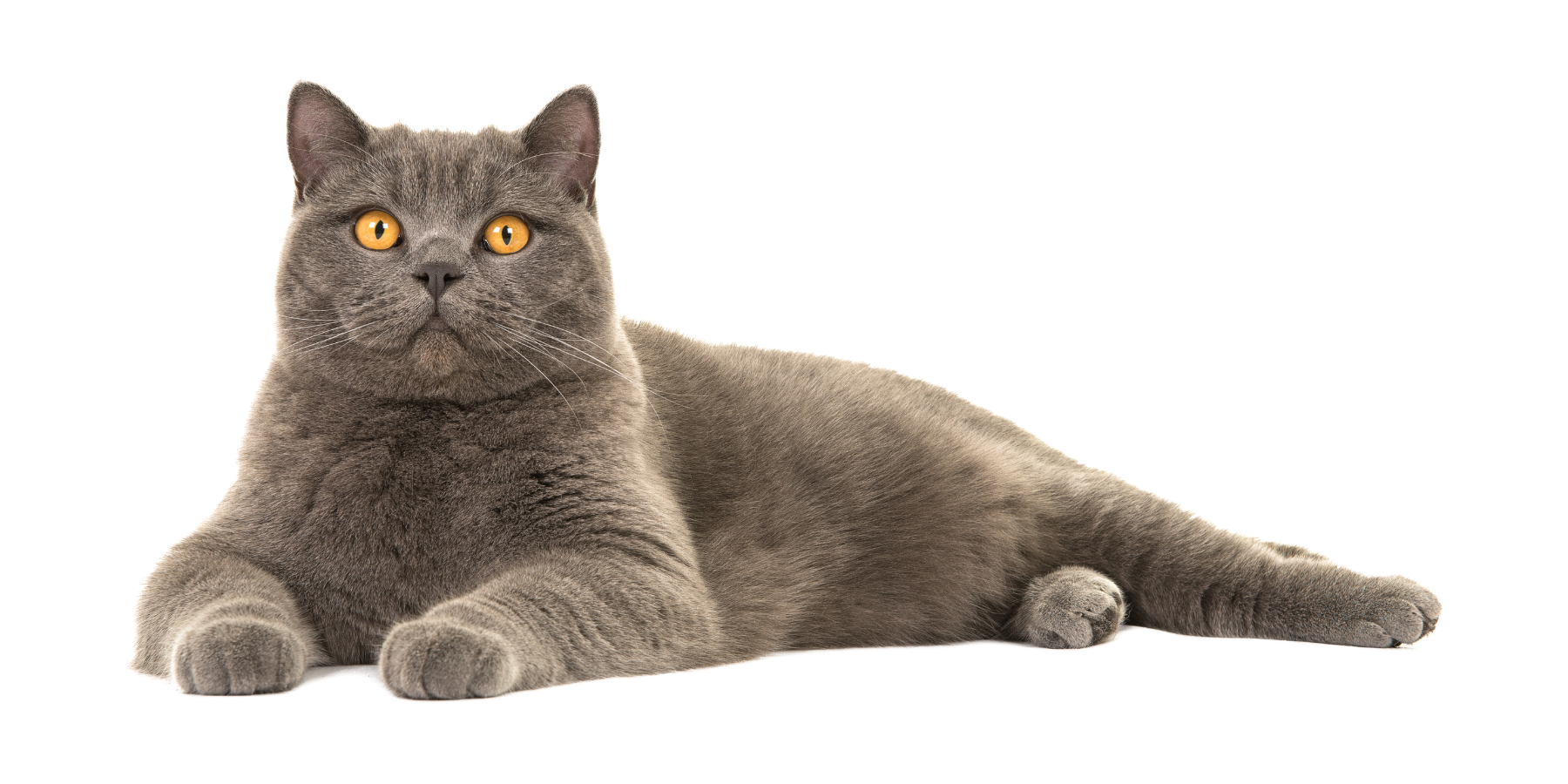 Fellpflege bei einer kurzhaarigen Katze