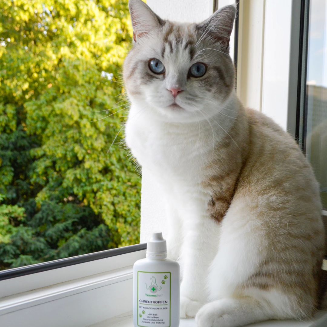 Tipps zur Verabreichung von Ohrentropfen bei Katzen