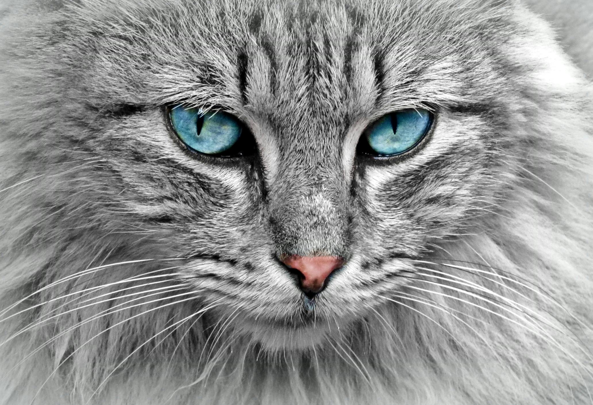 Augenpflege bei Katzen