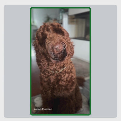 Benutzergeneriertes Video von @elmo.thedood, das die einfache Anwendung der TraumaPet Ohrentropfen zeigt und wie diese für Ruhe und Komfort bei empfindlichen Ohren sorgen.