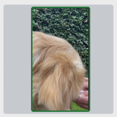 Video mit Erklärung zur Anwendung der TraumaPet Premium Feuchttücher: Augen, Ohren, Pfoten und Haut vorsichtig reinigen – ohne Nachspülen.