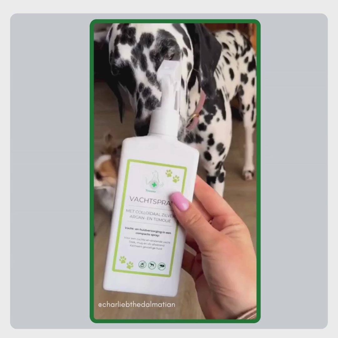 Benutzergeneriertes Video von @charliebthedalmatian, das die einfache Anwendung des TraumaPet Fellsprays zeigt und wie es die Fellpflege unterstützt, für Glanz sorgt und empfindliche Haut beruhigt.