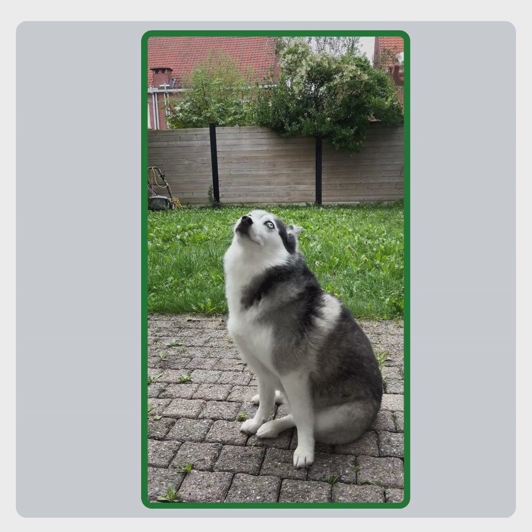 Videoanleitung zur Anwendung des TraumaPet Fellsprays, gleichmäßig aufsprühen und sanft einmassieren für eine optimale Wirkung.