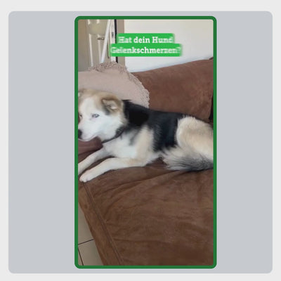 Erklärung zur korrekten Anwendung von TraumaPet Glucosamin+: empfohlene Tagesdosierung je nach Gewicht, Tablette direkt geben oder unter das Futter mischen und regelmäßig anwenden für optimale Unterstützung der Gelenkfunktion.