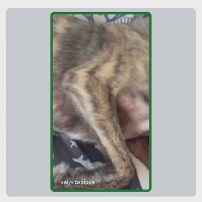 Benutzergeneriertes Video von @elyviasplace, das zeigt, wie die TraumaPet Hautcreme angewendet wird und für sichtbare Linderung bei Juckreiz und Hautirritationen sorgt.