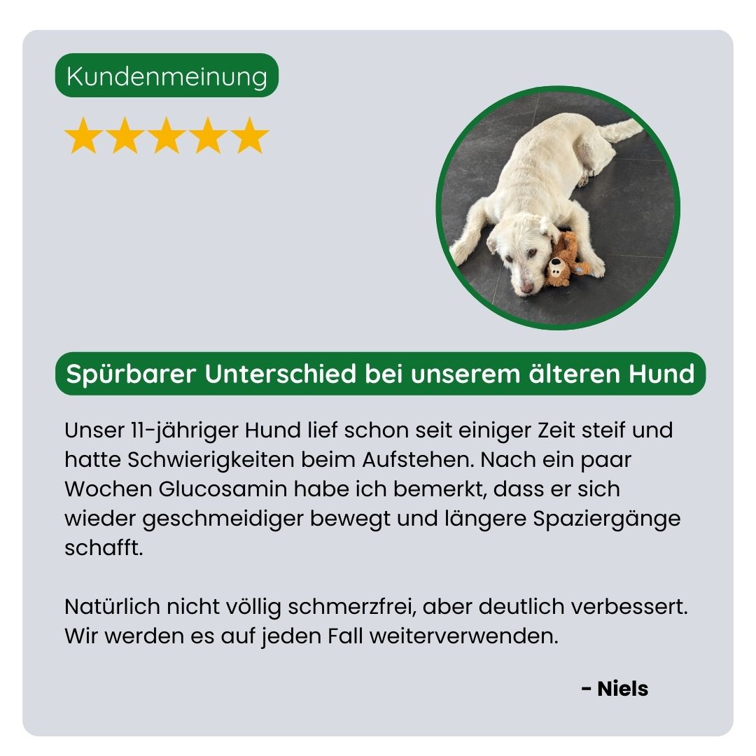 Kundin/Kunde teilt positive Erfahrung mit TraumaPet Glucosamin+. Weniger Steifheit, leichteres Aufstehen und spürbar aktiveres Verhalten beim Haustier.